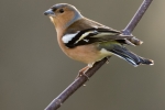Chaffinch