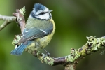 Blue Tit