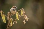 House Sparrow male