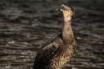 Cormorant