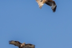 Red Kite and Buzzard
