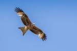 Red Kite