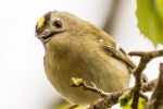 Goldcrest