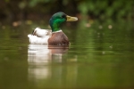 Mallard in the rain