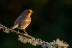 Sunset Robin