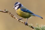 Blue Tit