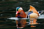 Male Mandarin