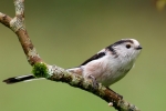 Long-tailed TIt on WItch Hazel