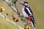 Great Spotted Woodpecker