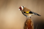 Goldfinch