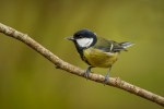 Great Tit