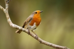 Robin