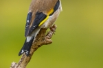 Goldfinch