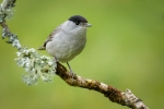Blackcap