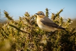 Wheatear (female)