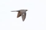 Cuckoo in flight 3
