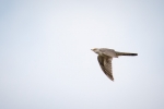 Cuckoo in flight 2