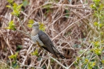 Cuckoo