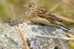 Skylark