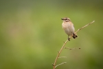 Whinchat (f) II