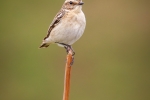 Whinchat (f)