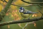 Blue Tit