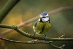 Blue Tit