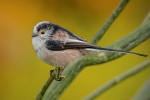 Long-tailed Tit