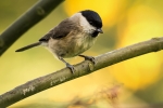 Marsh Tit