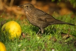 Female Blackbird