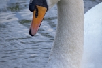 Mute Swan