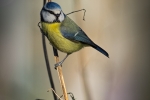Balancing
