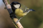 Great Tit