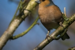 Chaffinch (male)