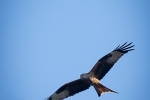 Red Kite