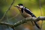 Great Spotted Woodpecker (Male)