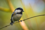 Coal Tit