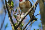 Goldfinch