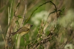 Chiffchaff