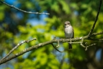 Spotted Flycatcher