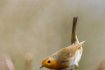 Robin