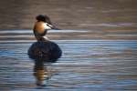 Great crested grebe