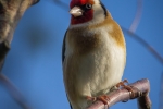 Goldfinch