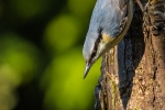 Nuthatch