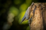 Nuthatch
