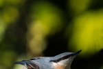 Nuthatch