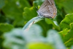 Purple Hairstreak