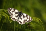 Marbled White
