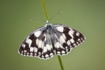 Marbled White (Melanargia Galathea)