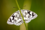 Marbled White (Melanargia Galathea)